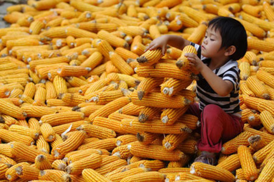 政策市下國內(nèi)玉米將何去何從